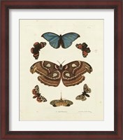 Framed Butterflies II