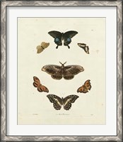 Framed Butterflies III