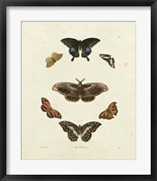 Butterflies III Framed Print