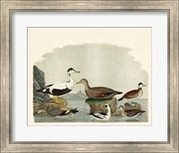 Framed Duck Family I