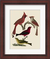 Framed Bird Family IV