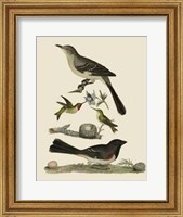 Framed Bird Family V