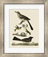 Framed Bird Family V