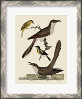 Framed Bird Family VI