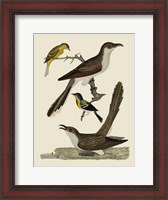 Framed Bird Family VI