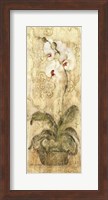 Framed Esprit Phalaenopsis Panel