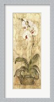 Framed Esprit Phalaenopsis Panel