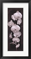 Framed Orchid Opulence II