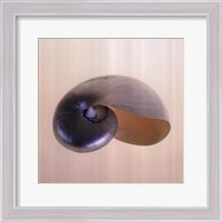 Framed Polished Nautilus