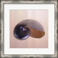 Framed Polished Nautilus