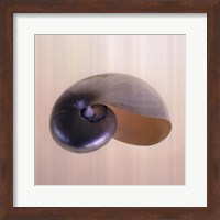 Framed Polished Nautilus