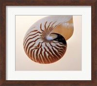 Framed Nautilus