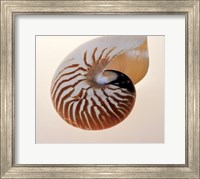 Framed Nautilus