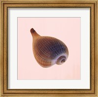 Framed Fig Shell