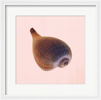 Framed Fig Shell