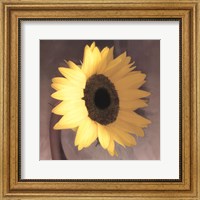 Framed Sunflower