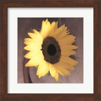 Framed Sunflower