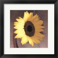 Sunflower Framed Print