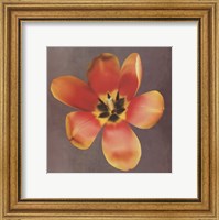 Framed Sunshine Tulip