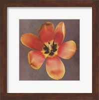 Framed Sunshine Tulip