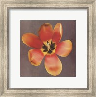 Framed Sunshine Tulip