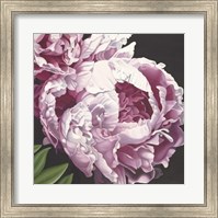 Framed Peony II