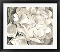 Framed White Calico Flower, 1931