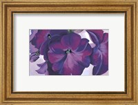 Framed Petunias, 1925