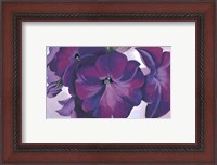 Framed Petunias, 1925