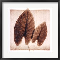 Framed Taro Leaves