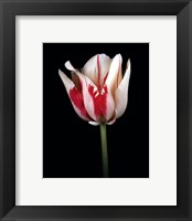 Framed Tulipa Sorbet