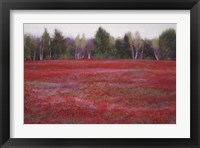 Framed Blueberry Fields in Autumn