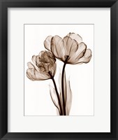 Framed Parrot Tulips II (Sm)
