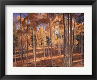Framed Autumn Aspens