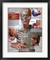 Framed Five Senses Overview