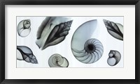 Framed Shell Collection (Teal)