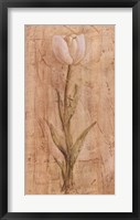 Framed White Tulip