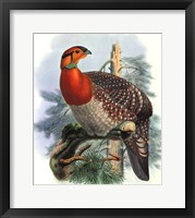Framed Native Pheasant II