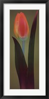 Framed Tulip Chromatics II