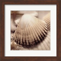 Framed Iridescent Seashell II