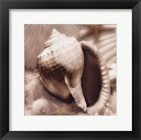 Framed Iridescent Seashell III