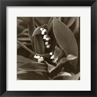 Framed Lily Of The Valley