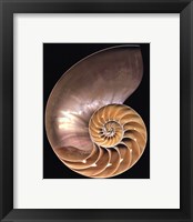 Framed Chambered Nautilus