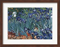 Framed Irises in the Garden, Saint-Remy, c.1889
