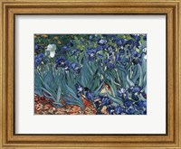 Framed Irises in the Garden, Saint-Remy, c.1889