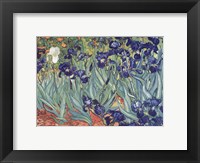 Framed Irises, Saint-Remy, c.1889