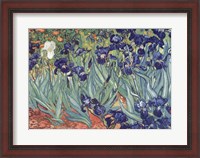 Framed Irises, Saint-Remy, c.1889