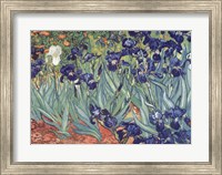 Framed Irises, Saint-Remy, c.1889