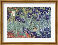 Framed Irises, Saint-Remy, c.1889