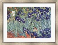 Framed Irises, Saint-Remy, c.1889